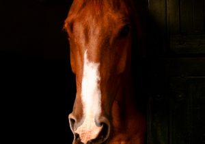 Série Imponentes – Cavalo Pampa