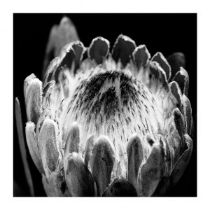 Protea Ice