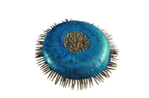 Round Anemone