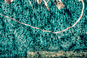 Vítreo 21: Floresta Azul
