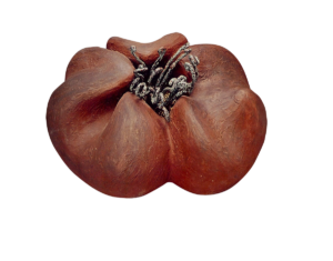 Sea Hibiscus