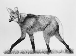 Lobo Guará